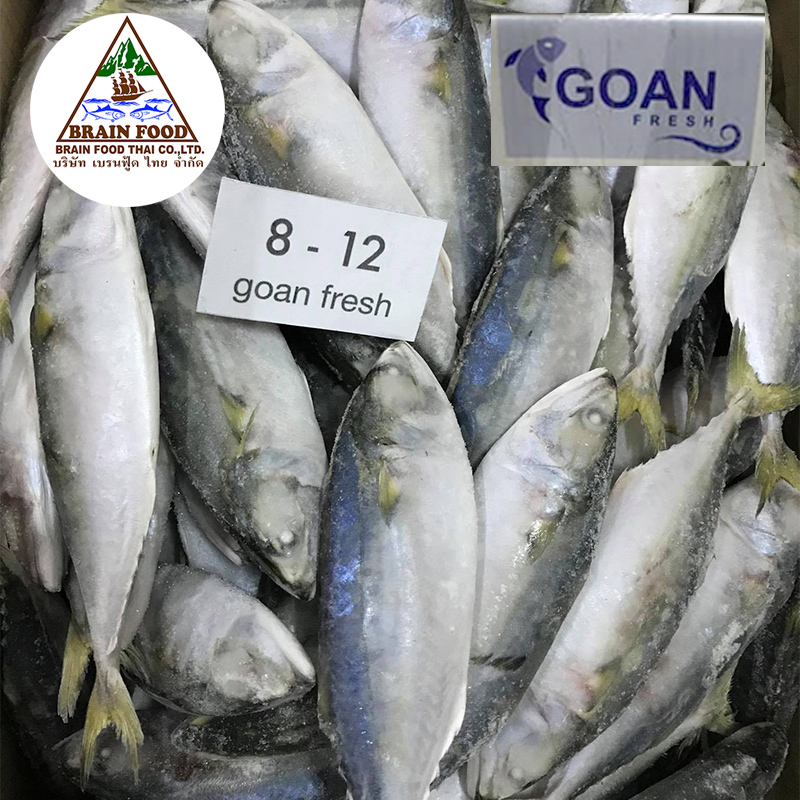 Goan-fresh-ปลาทูสดแช่แข็ง-ไซด์-8-12